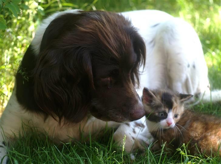 Kleiner münsterländer Zenta billede 3