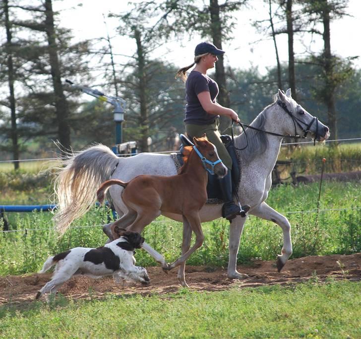 Kleiner münsterländer Zenta billede 4