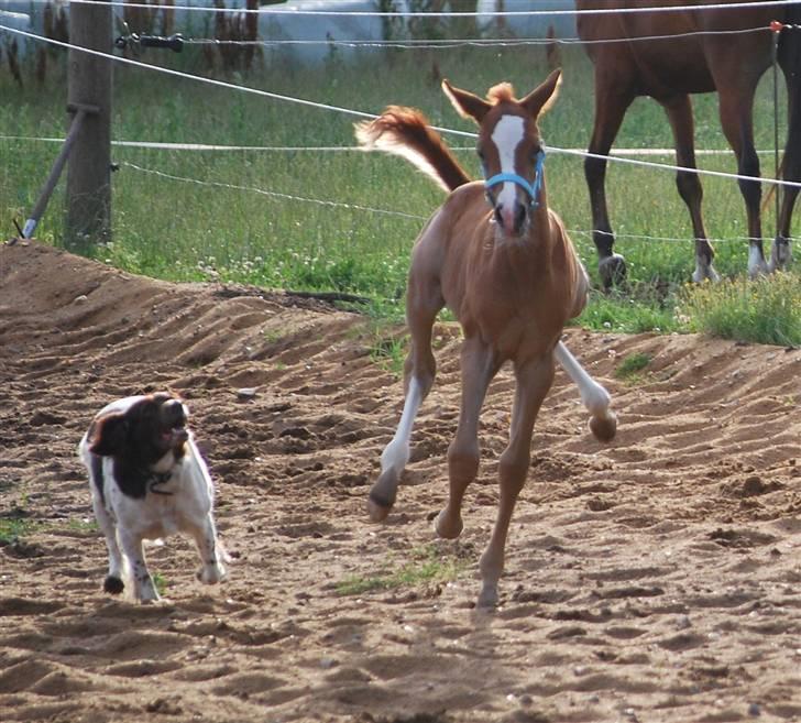 Kleiner münsterländer Zenta billede 5