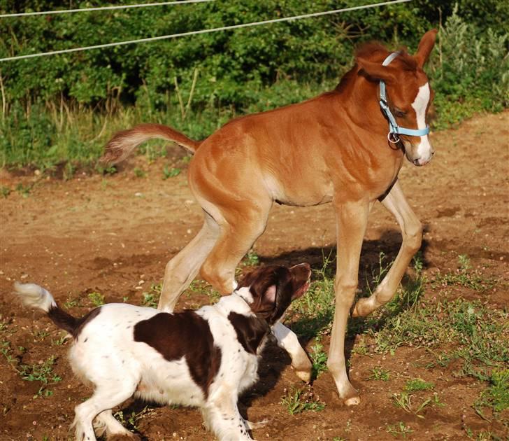 Kleiner münsterländer Zenta billede 6