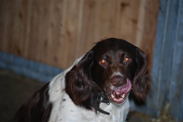 Kleiner münsterländer Zenta billede 7