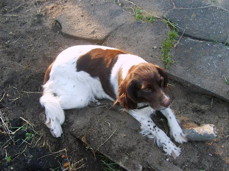 Kleiner münsterländer Zenta billede 8