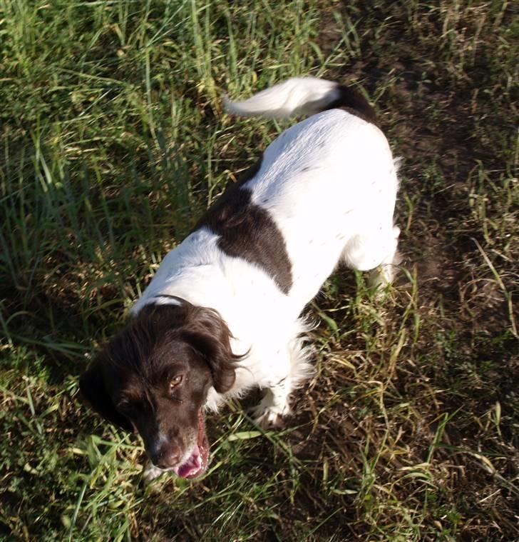 Kleiner münsterländer Zenta billede 9