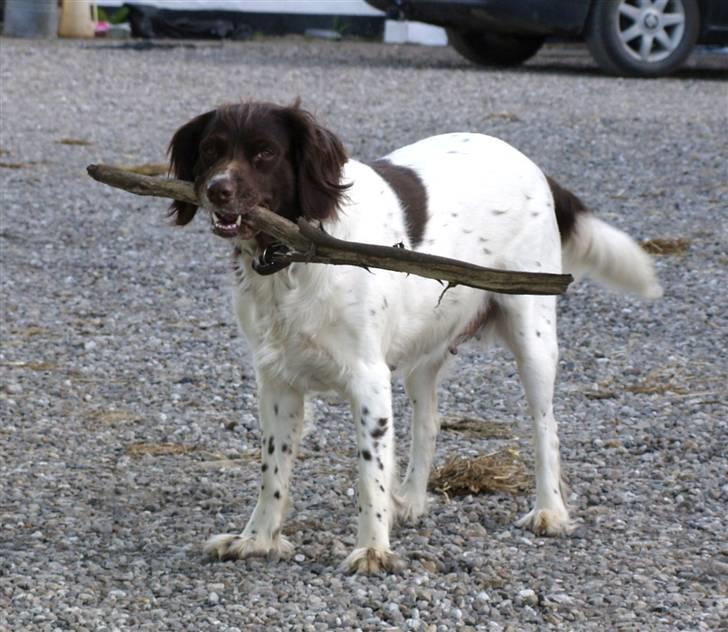 Kleiner münsterländer Zenta billede 10