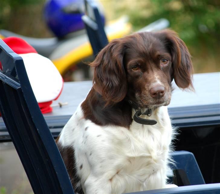 Kleiner münsterländer Zenta billede 11