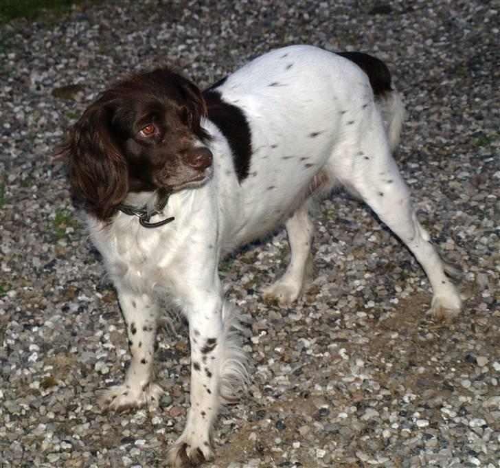 Kleiner münsterländer Zenta billede 12