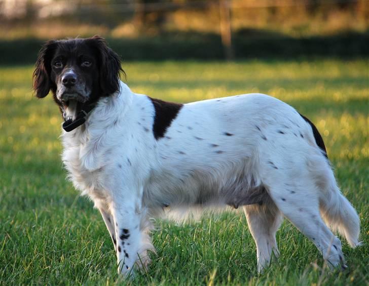 Kleiner münsterländer Zenta billede 13