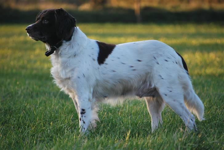 Kleiner münsterländer Zenta billede 14