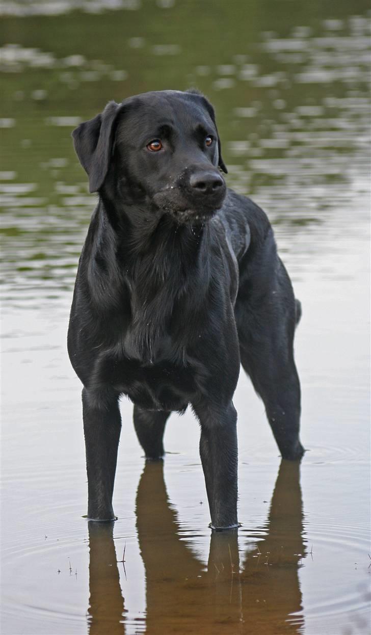 Labrador retriever Anton billede 1