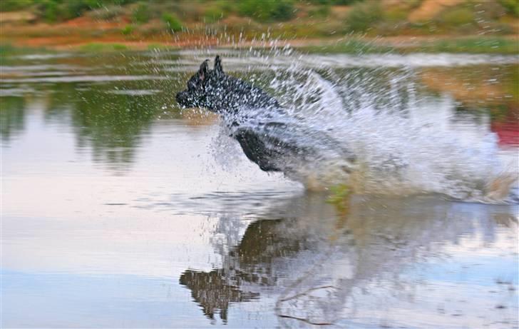 Labrador retriever Anton billede 2