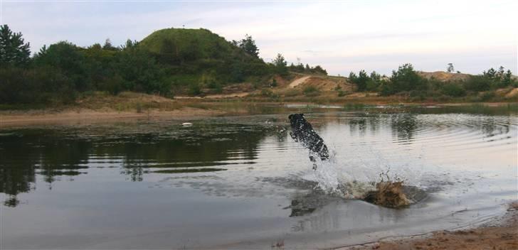 Labrador retriever Anton billede 3