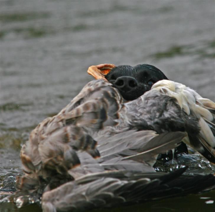 Labrador retriever Anton billede 4
