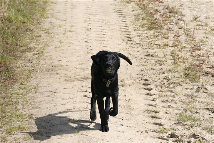 Labrador retriever Anton billede 5