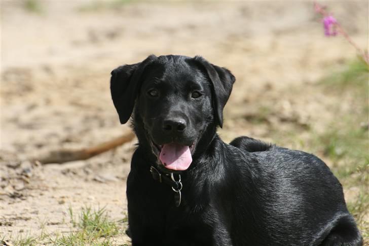 Labrador retriever Anton billede 6