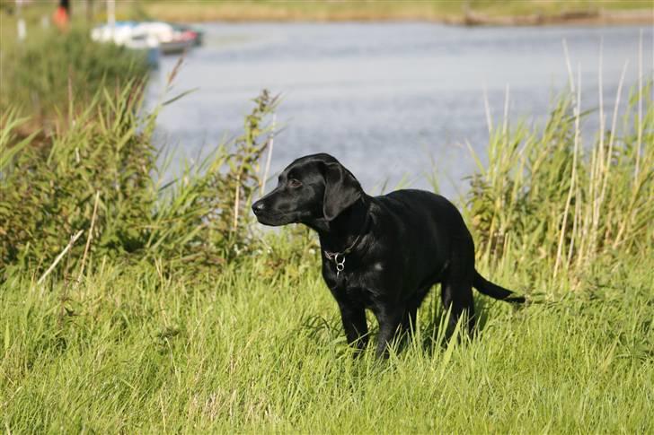 Labrador retriever Anton billede 7