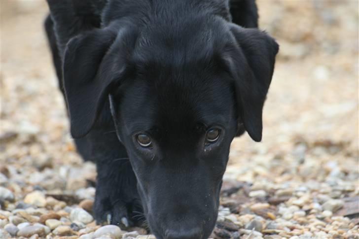 Labrador retriever Anton billede 8