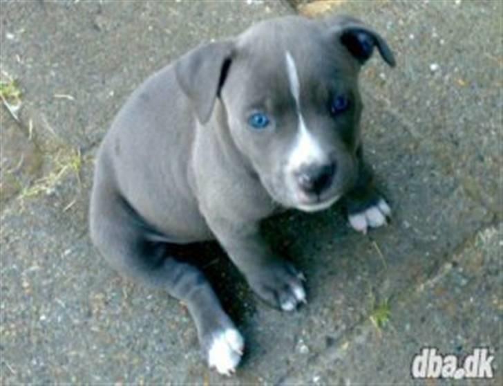 Amerikansk staffordshire terrier Banditten Nala.. billede 6
