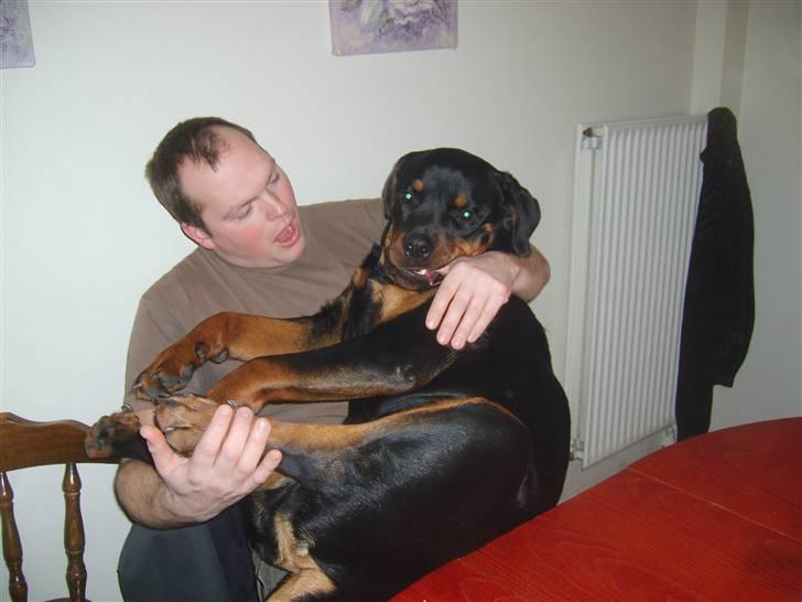 Rottweiler Kenzo - Jeg er stadig en lille baby:-) billede 12