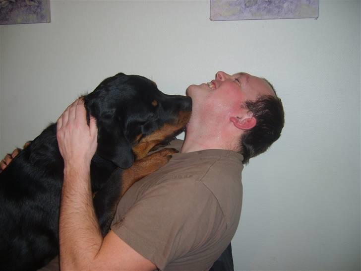 Rottweiler Kenzo - Meget vådt nat kys :-) billede 13