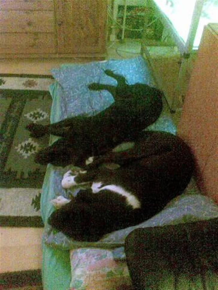 Labrador retriever Harley - Man kan altså godt blive træt, når man har leget en hel med en af sine bedstevenner.... Gismo er den sorte og hvide, halv boxer og halv lab.. billede 6