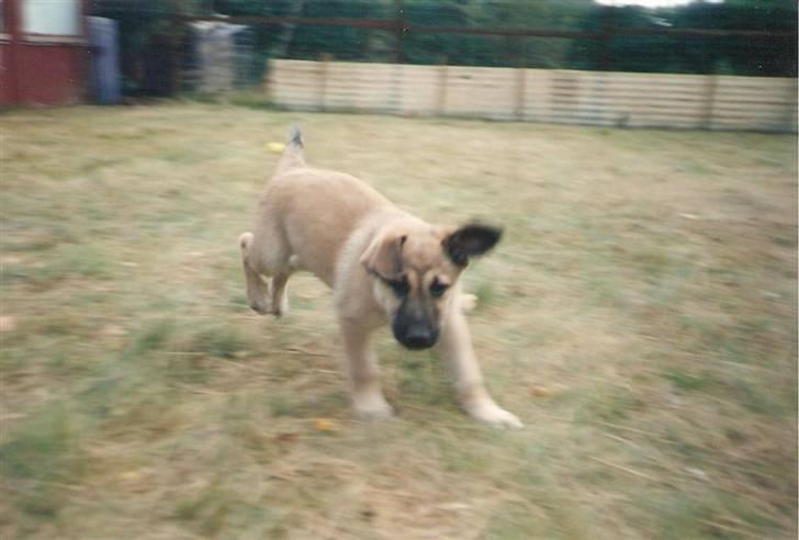 Blanding af racer Roxy *RIP* (07-07-09) - Roxy som hvalp i haven.. billede 1