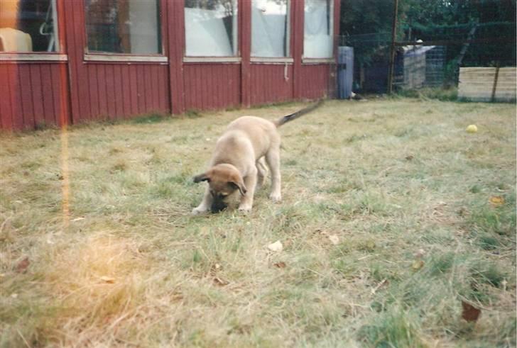 Blanding af racer Roxy *RIP* (07-07-09) - Igen i haven... billede 2