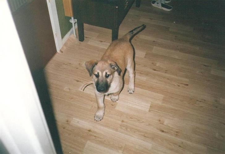 Blanding af racer Roxy *RIP* (07-07-09) - Roxy billede 3