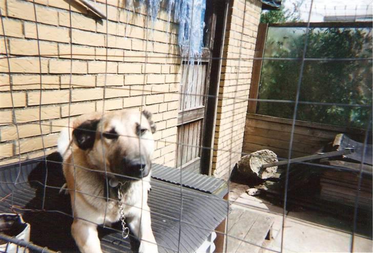 Blanding af racer Roxy *RIP* (07-07-09) - I hundegård nummer 2... billede 4