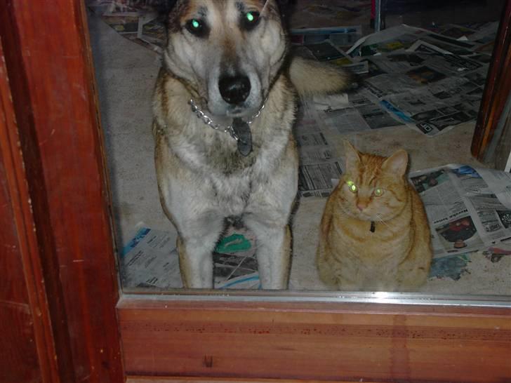 Blanding af racer Roxy *RIP* (07-07-09) - I vinterhaven sammen med plejekatten Garfield... billede 5