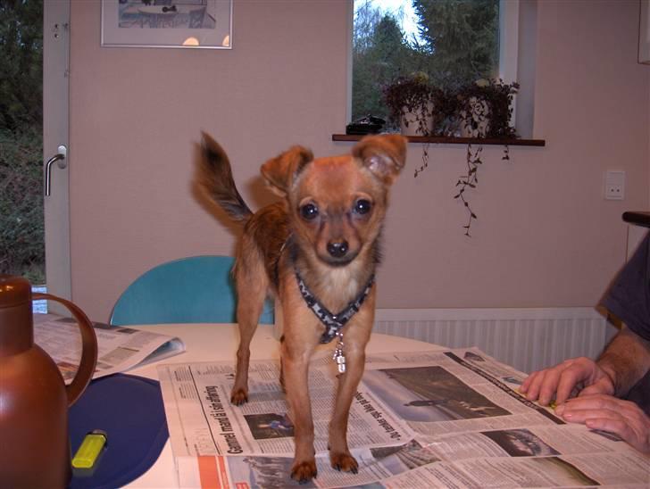 Prazsky krysarik ludwig billede 10