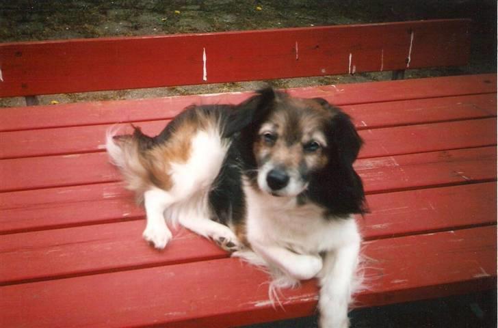 Blanding af racer Pjuske *R.I.P* - Pjuske kunne være fotomodel...  billede 1