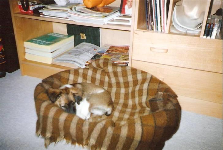 Blanding af racer Pjuske *R.I.P* - Som hvalp, mens vi boede i Vollsmose billede 2