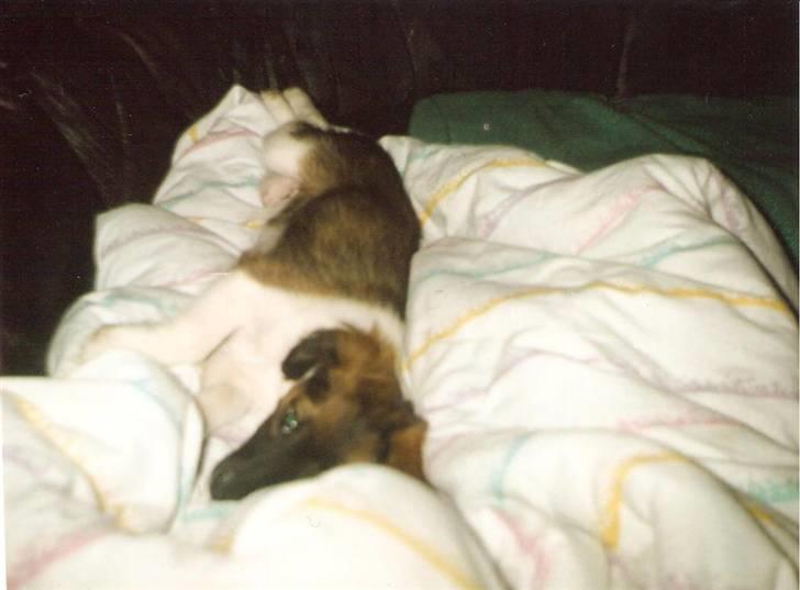 Blanding af racer Pjuske *R.I.P* - Et rigtigt lille puttedyr billede 3