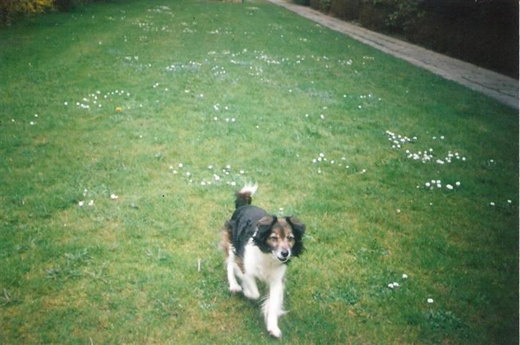 Blanding af racer Pjuske *R.I.P* - På græsset hjemme ved mor... billede 5