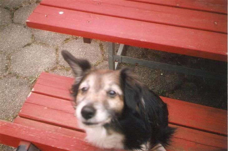 Blanding af racer Pjuske *R.I.P* - Jeg lavede en billedeserie af ham, da vi ikke helt viste hvor langt han havde igen... billede 6