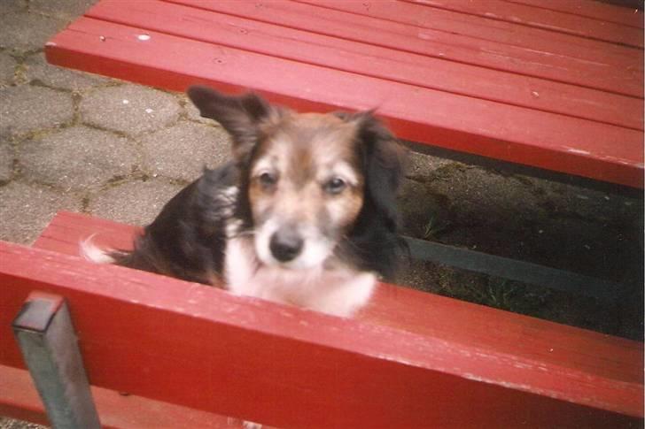 Blanding af racer Pjuske *R.I.P* - Pjuske billede 7