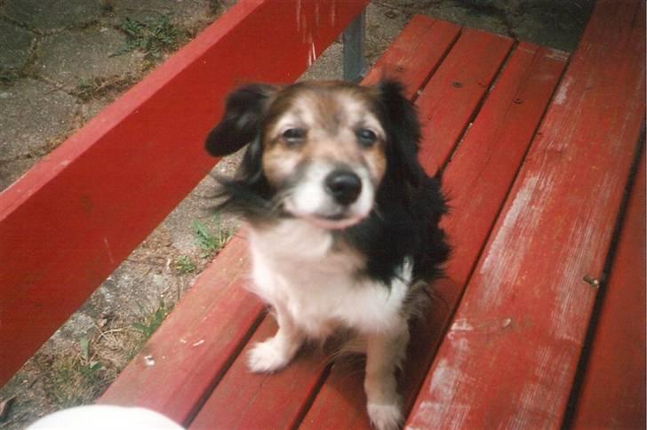 Blanding af racer Pjuske *R.I.P* - Pjuske billede 8