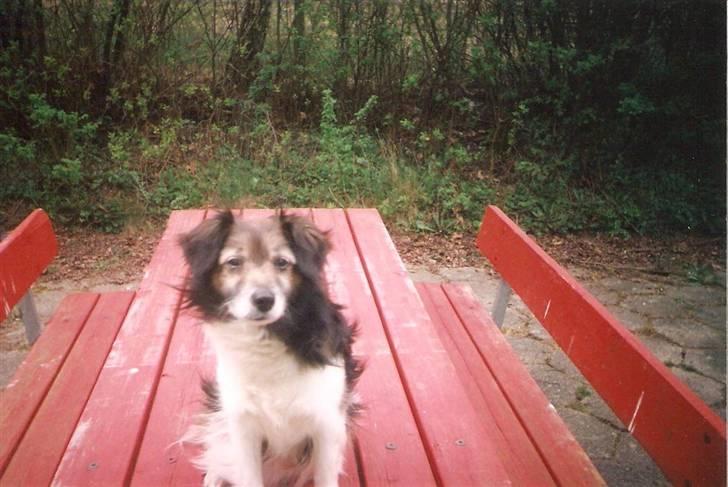 Blanding af racer Pjuske *R.I.P* - Pjuske billede 9