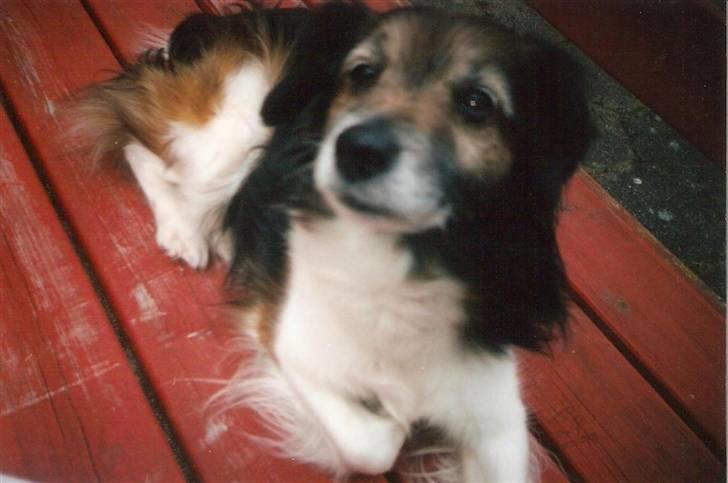 Blanding af racer Pjuske *R.I.P* - Pjuske billede 10