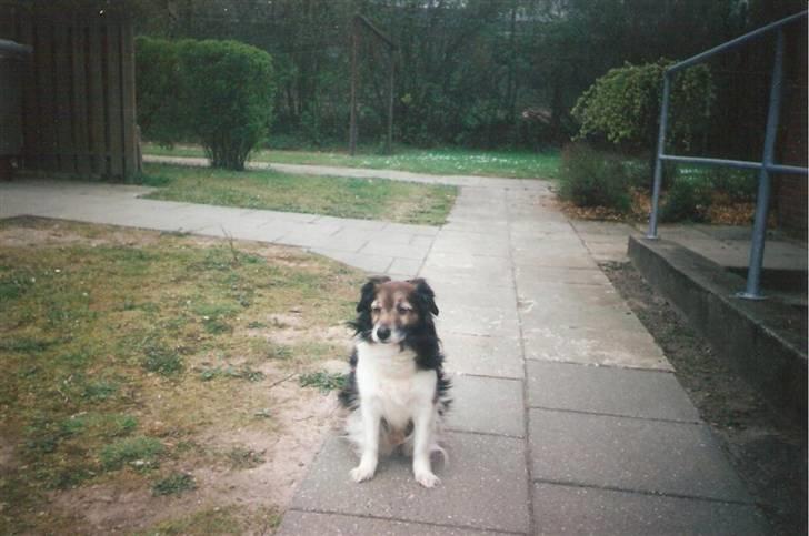 Blanding af racer Pjuske *R.I.P* - Pjuske billede 11