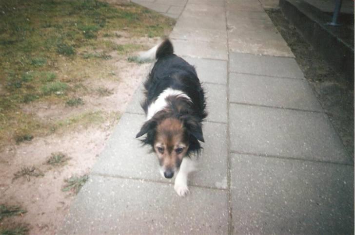 Blanding af racer Pjuske *R.I.P* - Pjuske billede 12