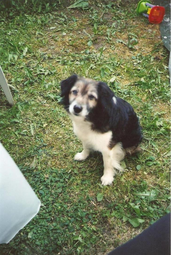 Blanding af racer Pjuske *R.I.P* - De sidste billeder af Pjuske... Taget i baghaven i sommeren 2007 billede 13