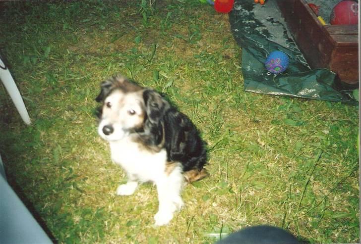 Blanding af racer Pjuske *R.I.P* - Allersidste billede... *R.I.P* billede 14