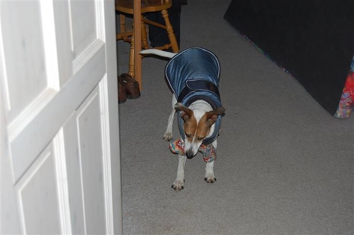 Dansk svensk gaardhund Buster billede 9