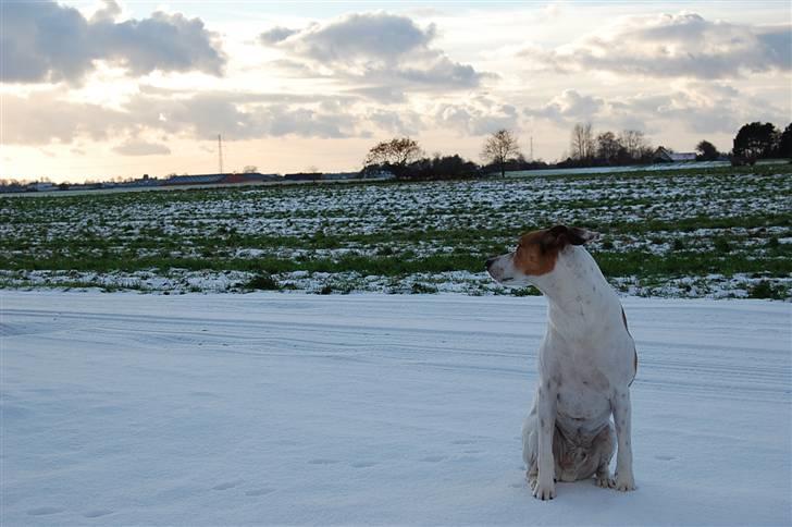Dansk svensk gaardhund Buster billede 10