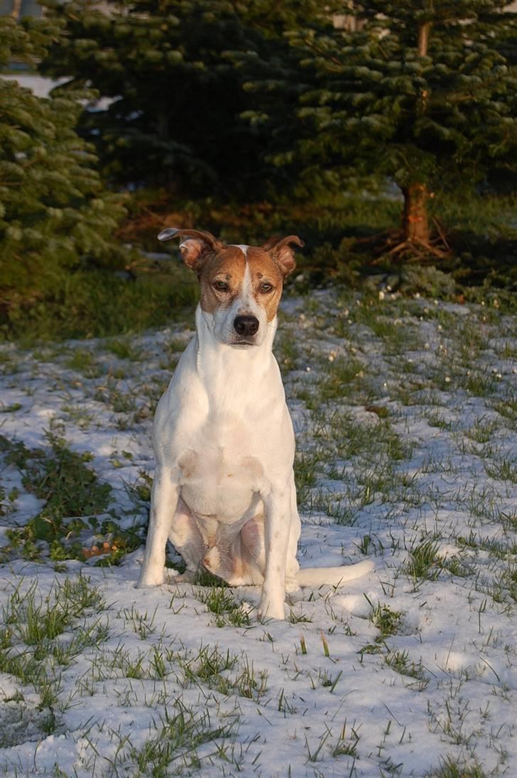 Dansk svensk gaardhund Buster billede 11