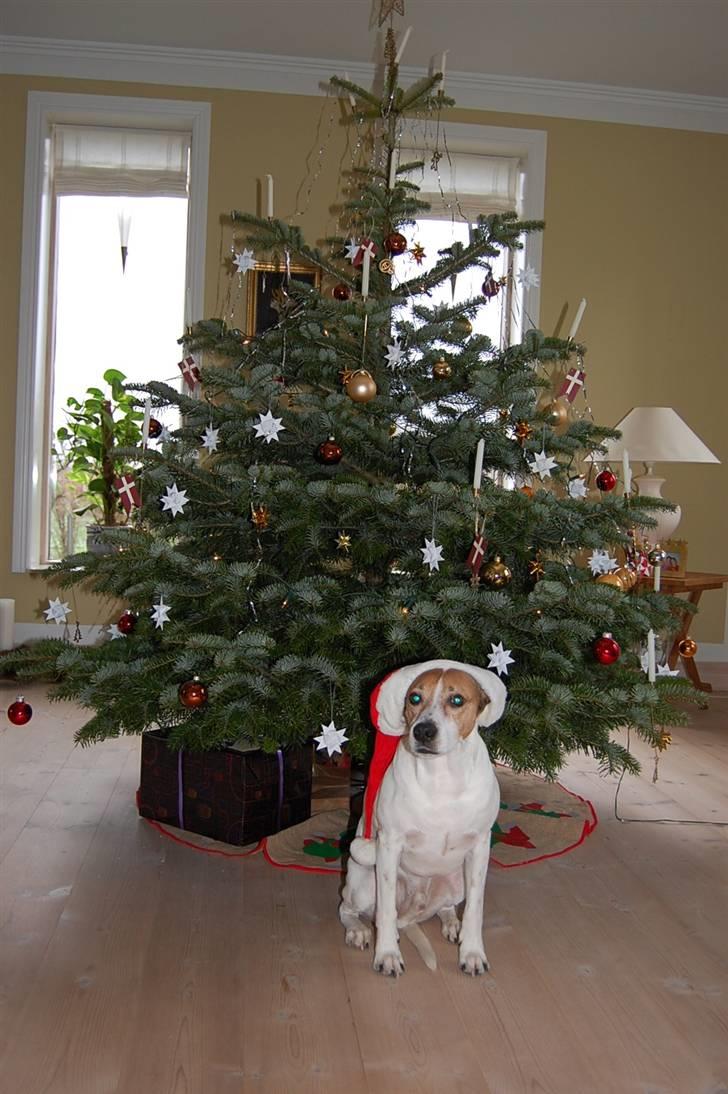 Dansk svensk gaardhund Buster billede 12