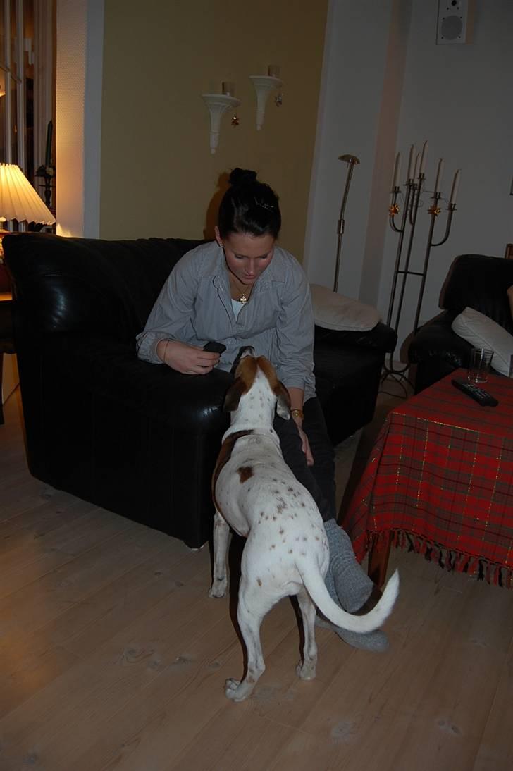 Dansk svensk gaardhund Buster - Så hygger vi juleaften billede 14