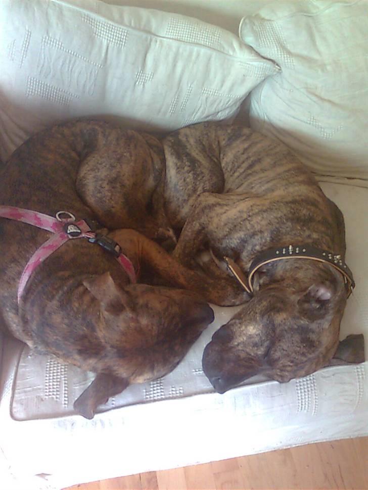 Blanding af racer Chili * Himmelhund* - her putter jeg med min søster Dior billede 13