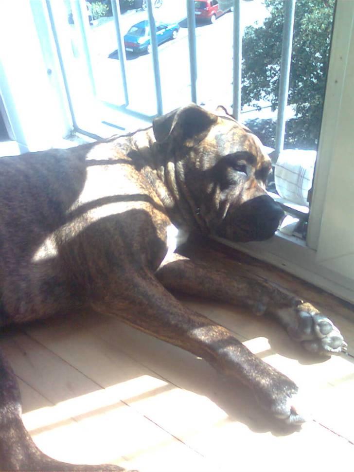 Blanding af racer Chili * Himmelhund* - Er simpelthen såå doven :) ! billede 14